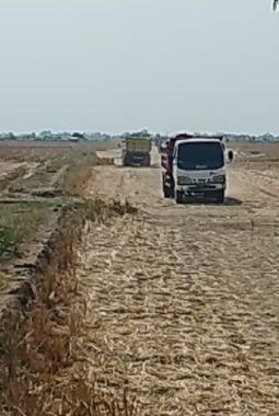 Warga  Mengeluh Sesak Napas Gegara Debu Truk Pengangkut Tanah Sawah di Ranjeng Losarang, Diduga Diperjualbelikan